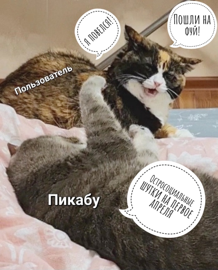 Funny and nice cats | Пятничный муд 😄😄😄самые смешные и