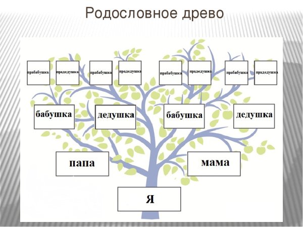 Шаблон семейное дерево на английском