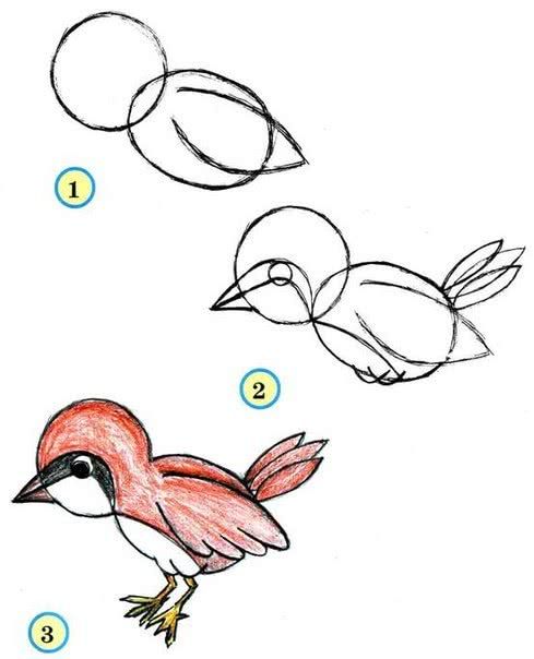 Рисунок птицы карандашом поэтапно легко 