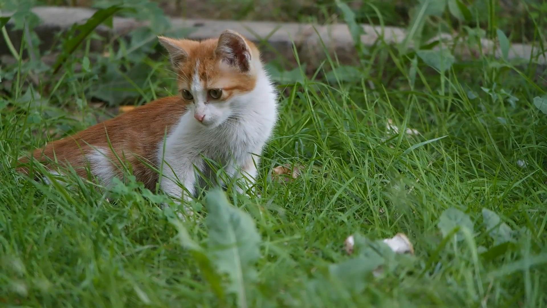 Картинки самых смешных котят