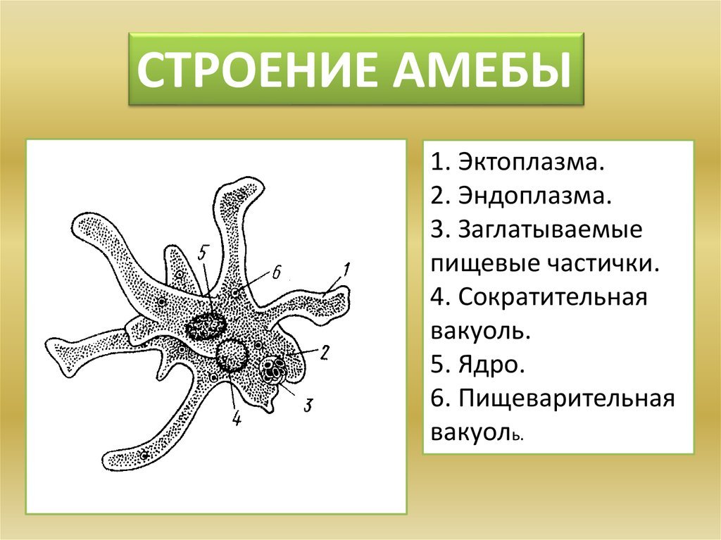 26 154 рез. по запросу «Амеба» — изображения, стоковые