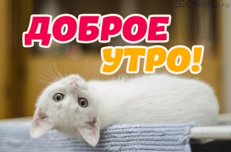 Прикольные картинки Доброе утро коты