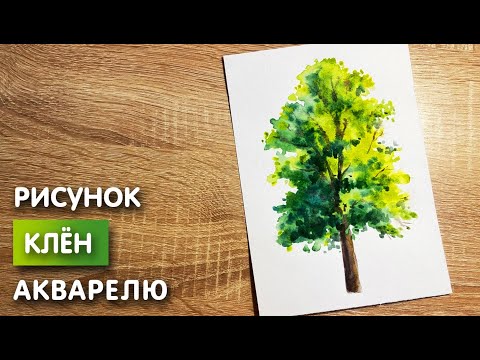 Раскраски клен, Раскраска Клён дерево.