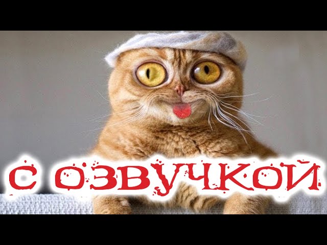 коты воители приколы и мемы