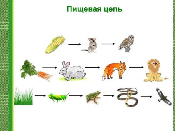 Пищевая цепь водоема: Составьте по 5