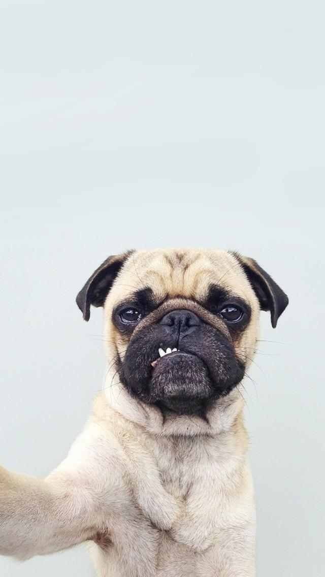 Pug Wallpapers