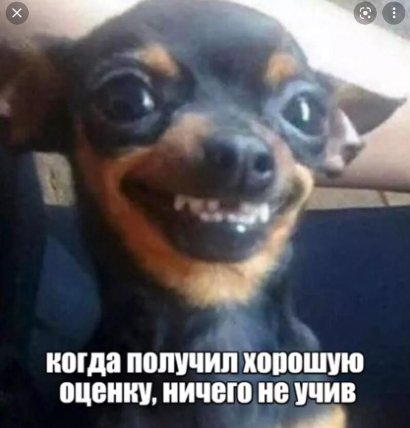 Собака