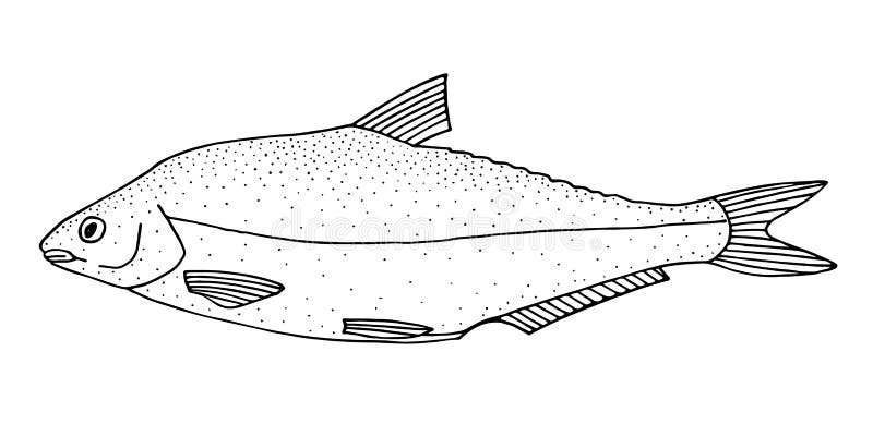 Эскиз морского леща эскиз винтажный Ручной рисунок векторной