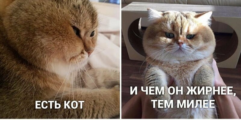 Создать мем «кот и часы мем, мем пора