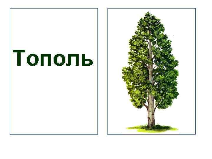 Однолинейный рисунок тополя Концепция