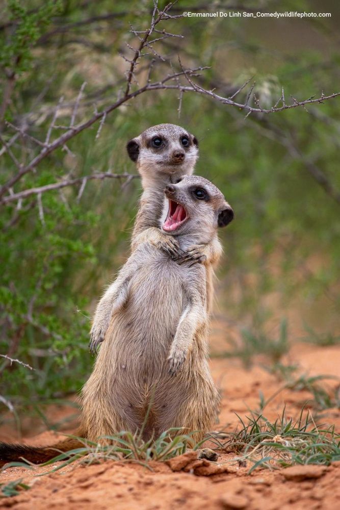 Comedy Wildlife Photography Awards опубликовала самые смешные