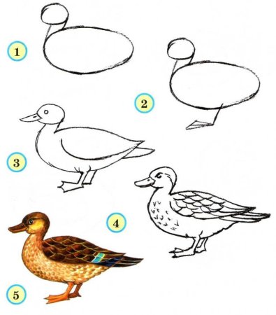 How to draw a duck for children |Как нарисовать утку для