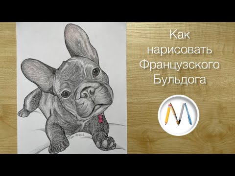 Французский бульдог иллюстрация. Скачать и распечатать