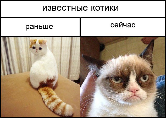 Приколы с котами! СМЕШНЫЕ КОТЫ С