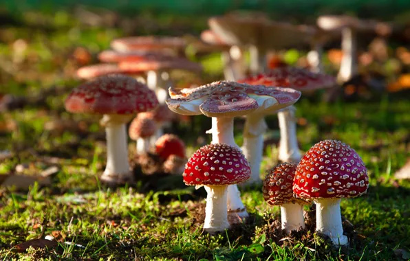 Mushrooms на Андроид скачать бесплатно