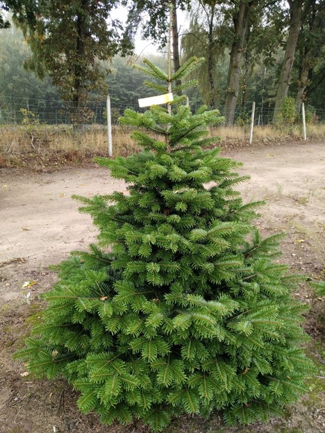 Picea glauca Conica