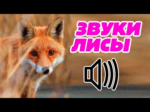 ЛИСА В НАУШНИКАХ 🦊🎧 — ОТКУДА МЕМ