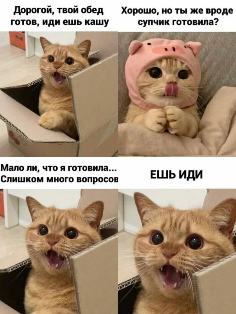 ПРИКОЛЫ С КОТАМИ! Самые СМЕШНЫЕ