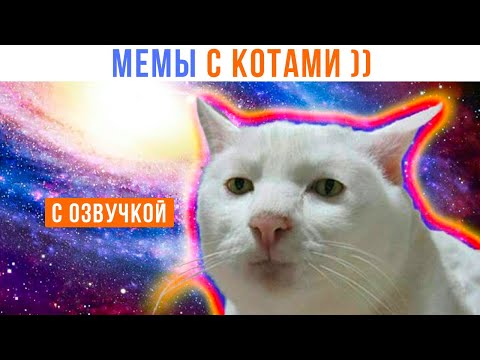 Мемы про биржу с котами