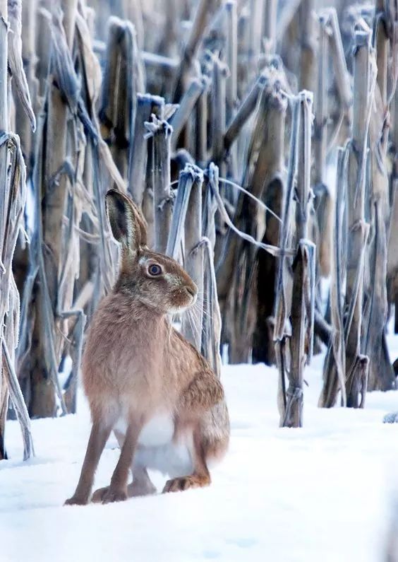 Тарелка закусочная из фарфора с изображением зайцев Hunting