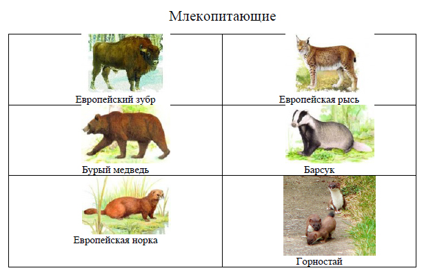 Животные из красной книги рисунки карандашом простые 