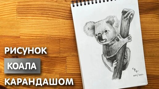 Коала поэтапные рисунки