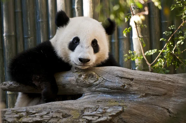 panda GIF by Nat Geo Wild