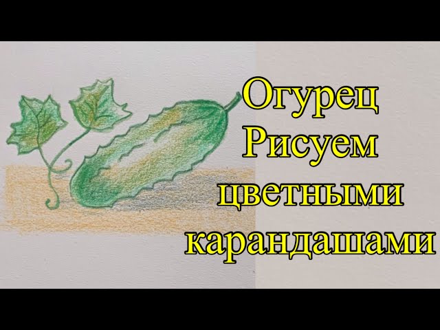 Огурец в разрезе рисунок. Скачать и распечатать