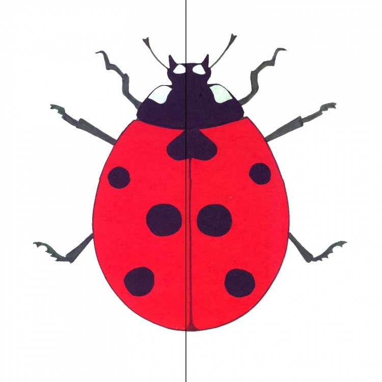 Lady Bug