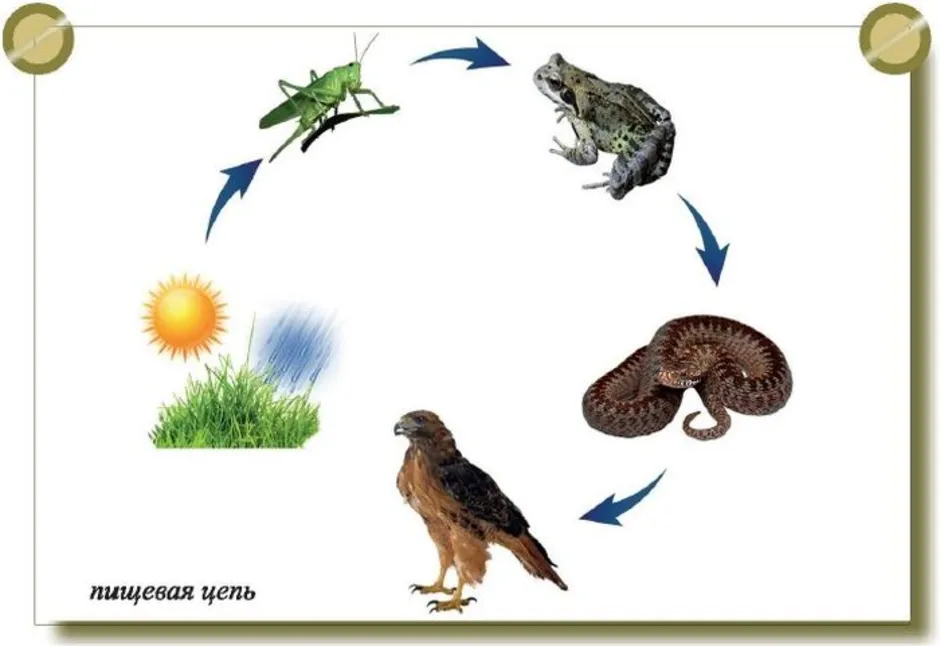 Цепь питания на примере тайги и луга 