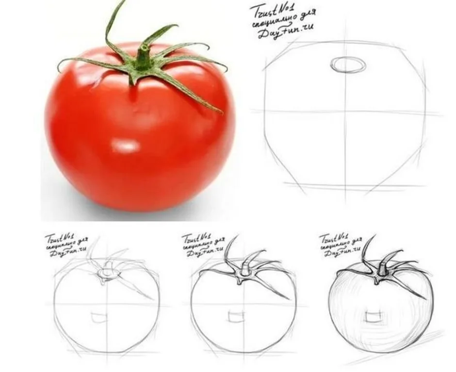 Как нарисовать помидор поэтапно 11 уроков
