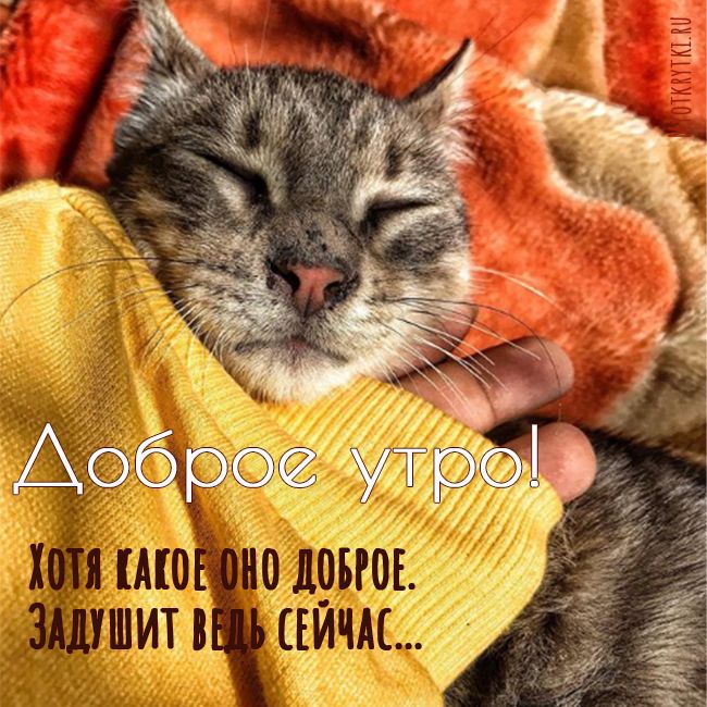 Котоматрица: Поиск котоматрицы