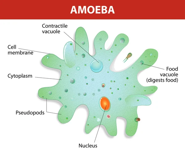 Amoeba Proteus, Амеба, Бактерии, Строение, Анатомия