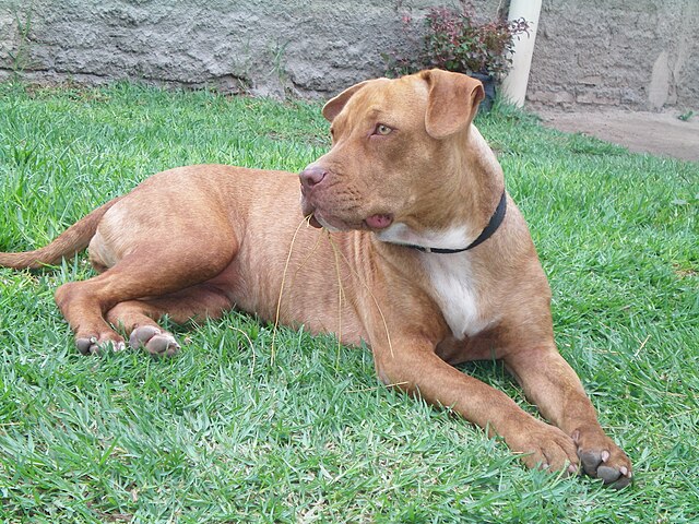 American Pitbull Terrier – ALPHAZOO