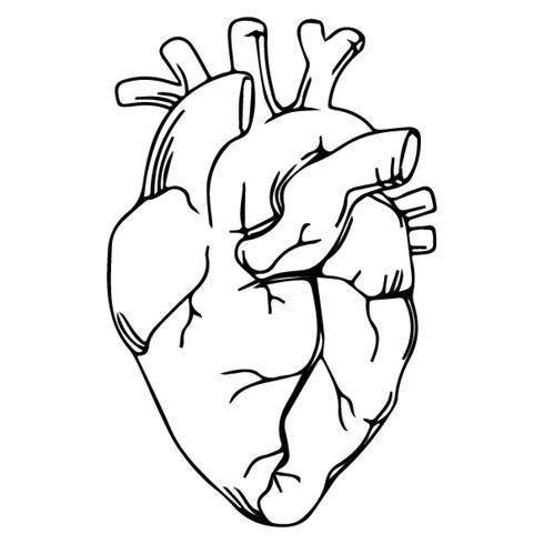 Heart Drawing Раскраска Ausmalbild Орган, черно