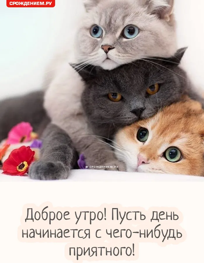 Котоприколы Доброе Утро | TikTok