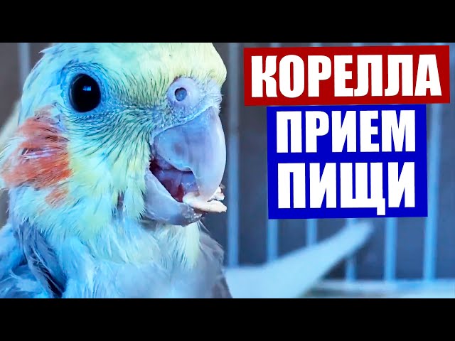 Смешные попугаи до слез. Most funny parrots