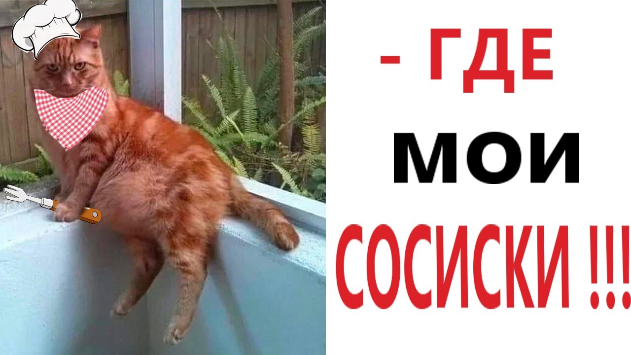 Самые смешные мемы с котами