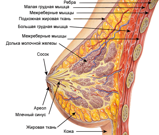 Ткани Такая разная женская грудь