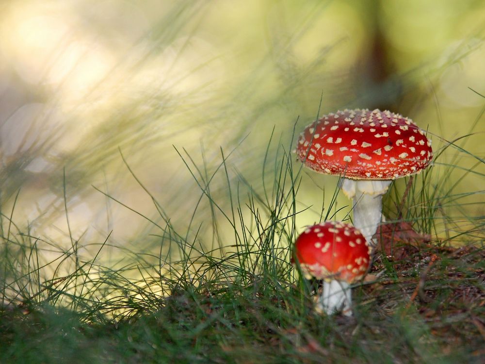 Amanita muscaria Грибной гриб, гриб