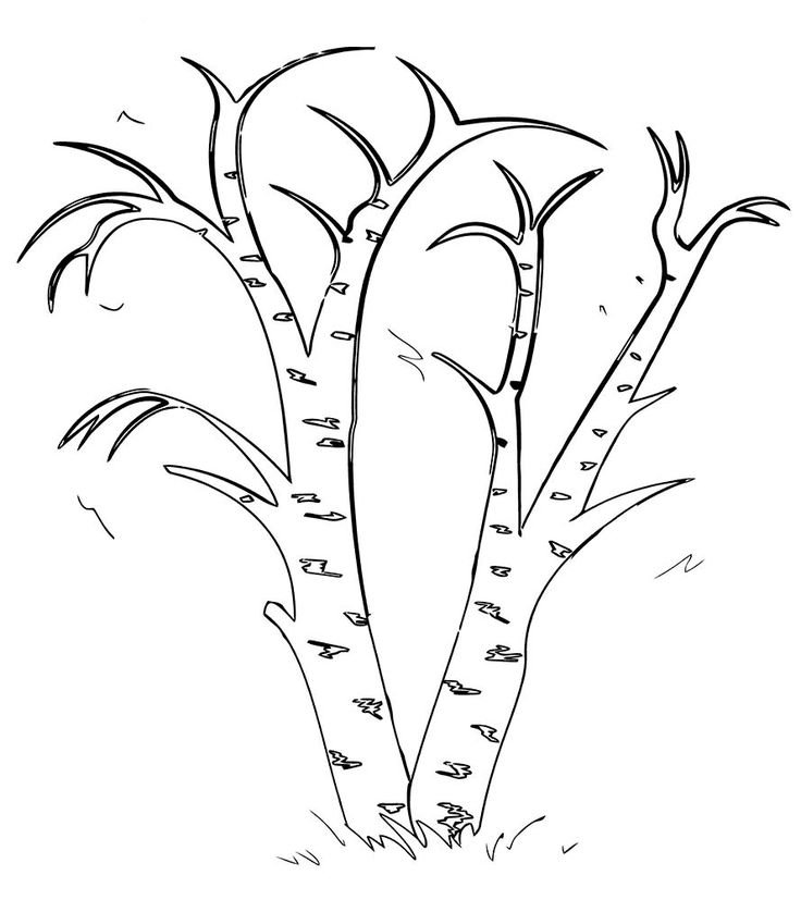 Береза без листьев картинка для детей на прозрачном фоне