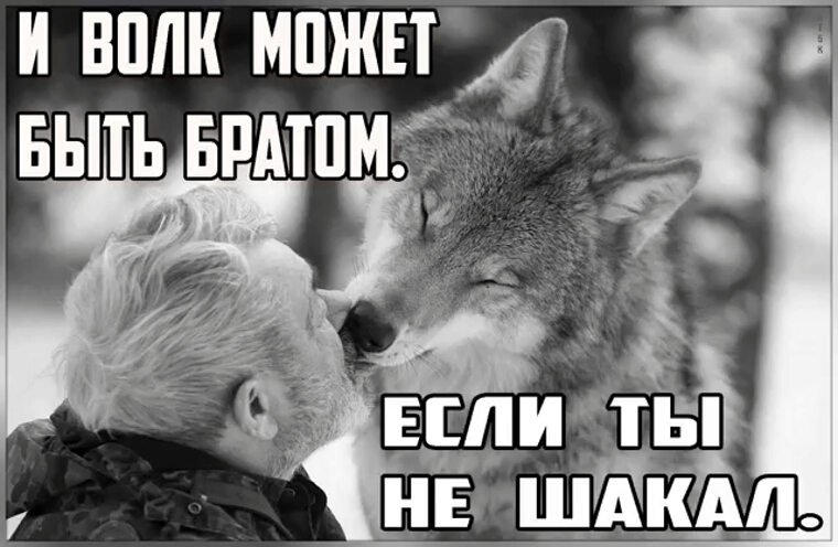 🐺 Нейронный волк | Ауф мемы 🔞 | Че эти псы себе позволяют