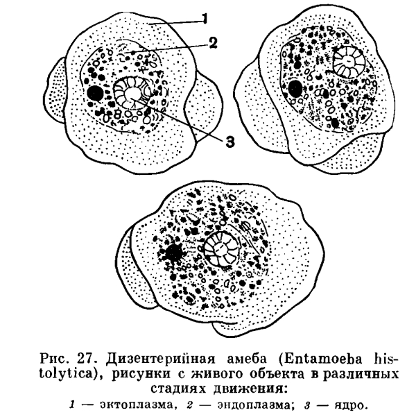 Дизентерийная амёба 