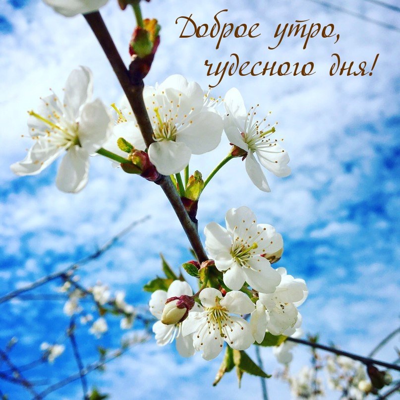 🌺🌿 ЯГОДКИ, ДОБРОЕ УТРО, ОТЛИЧНОГО ДНЯ! 🌿🌺 Доброе утро