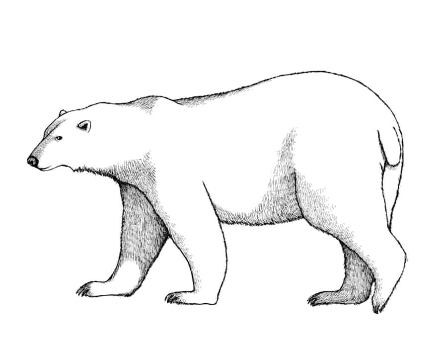 How to draw a BEAR / 1080r / Drawings for children