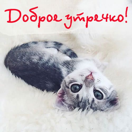 Доброе утро кошечка моя