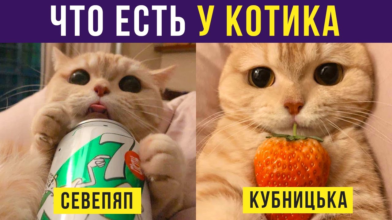 комару мемы с котами GIF