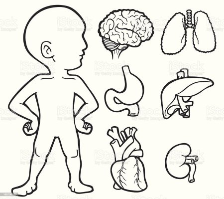 Раскраска Части тела человека | Раскраска части тела человека