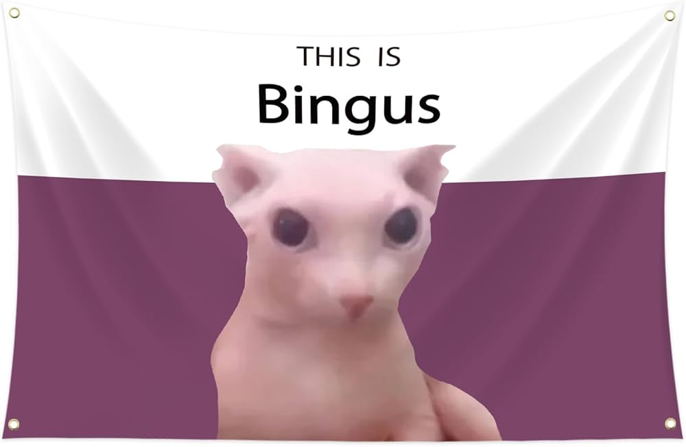 Bingus the cat : r/memes