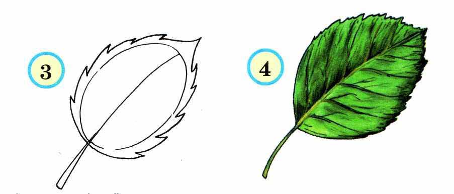 Как рисовать кленовый лист карандашом